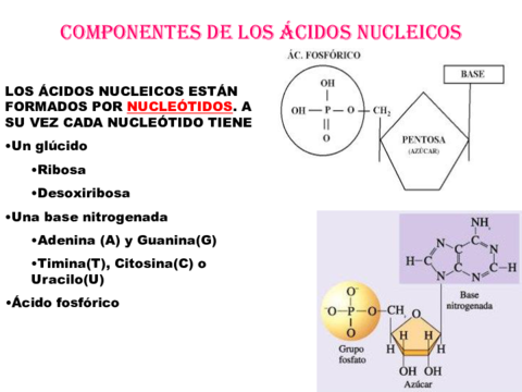 Acidos-nucleicos.pdf