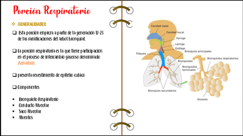 Histologia-Porcion-Respiratoria.pdf