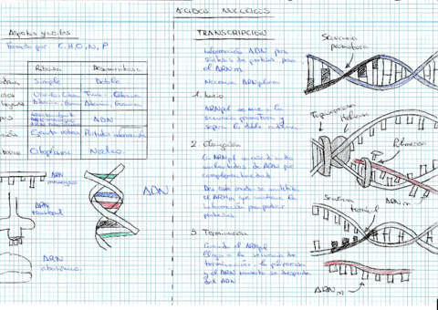 UD-1-Acidos-Nucleicosrotated.pdf