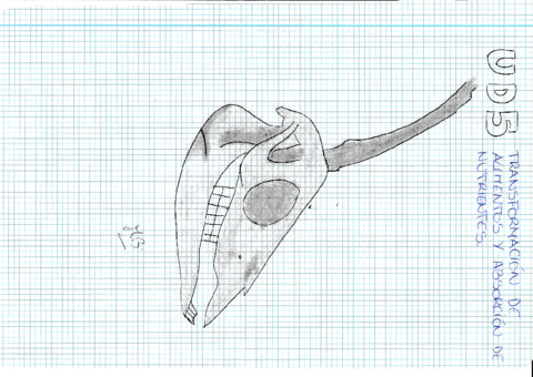 UD-5-Transformacion-de-alimentos-y-absorcion-de-nutrientesrotated.pdf