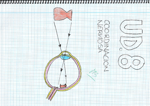 UD-8-Coordinacion-nerviosarotated.pdf