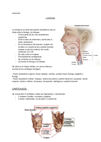 Laringe.pdf