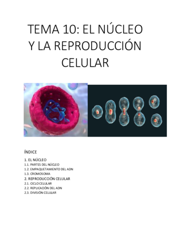 TEMA-10.pdf