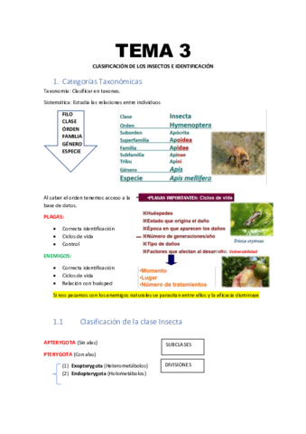Tema-3-Clasificacion-de-los-insectos-e-identificacion.pdf