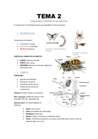 Tema-2-Estructura-y-funcion-de-los-insectos.pdf
