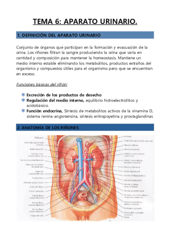 APARATO-URINARIO.pdf