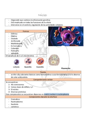Nucleo.pdf