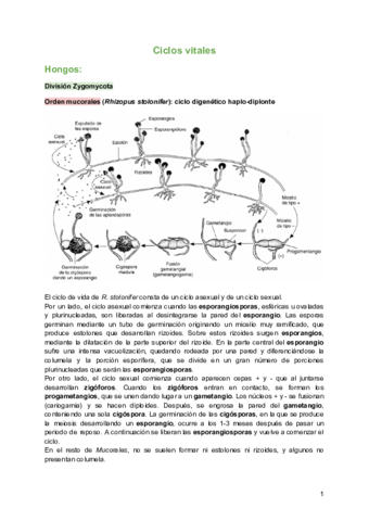 Ciclos-vitales.pdf