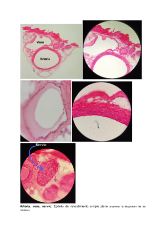 BIOTIS-Practica-2.pdf