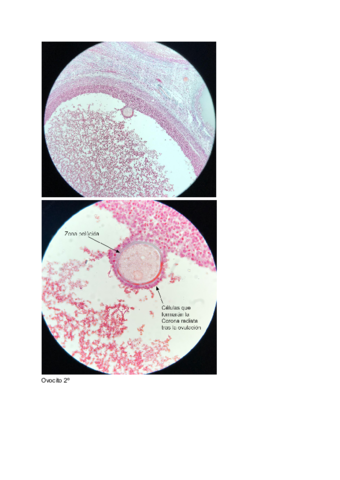 BIOTIS-Practica-1.pdf