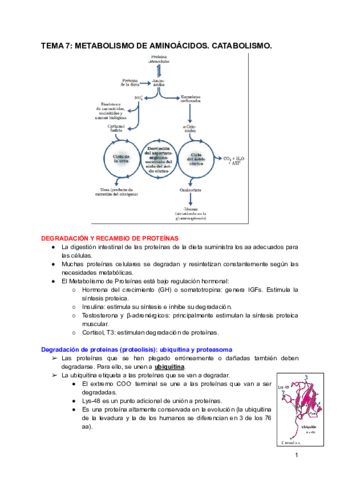 TEMA-7-METABOLISMO-DE-AMINOACIDOS.pdf