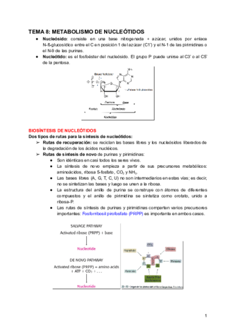 TEMA-8-METABOLISMO-DE-NUCLEOTIDOS.pdf