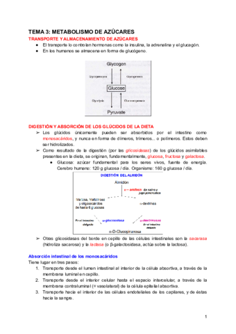 TEMA-3-METABOLISMO-DE-AZUCARES.pdf
