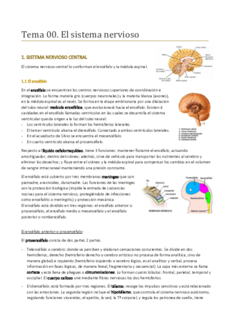 Temario-completo-sistema-nervioso.pdf