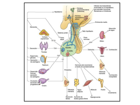 Endocrino-II.pdf
