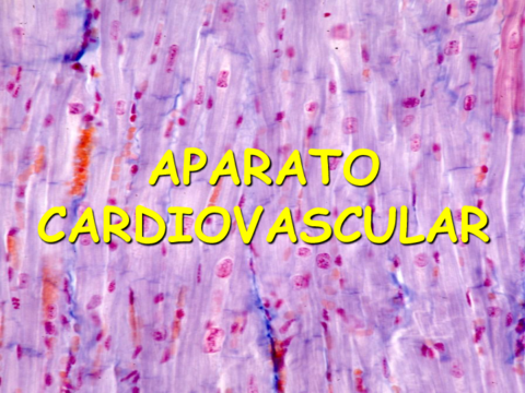 Cardiovascular.pdf