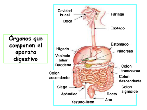 Sistema-Digestivo-I.pdf