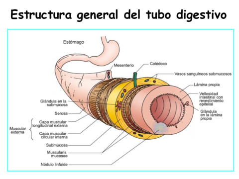 Sistema-Digestivo-II.pdf