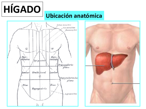 Sistema-digestivo-III.pdf