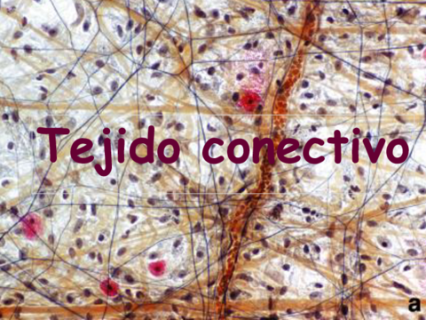 Tejido-Conectivo.pdf