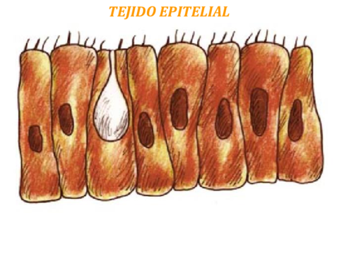 Tejido-Epitelial.pdf