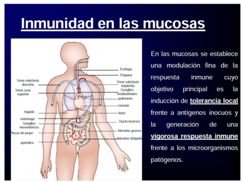 Inm-Mucosas.pdf