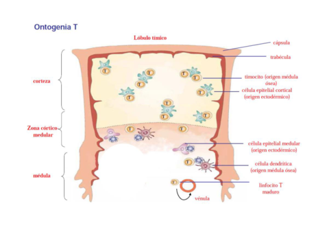 ontogenia-activ-y-perfiles-en-la-resp-T.pdf