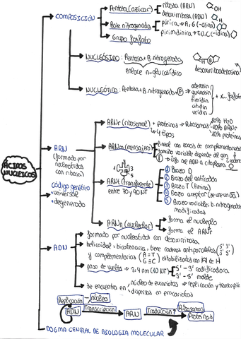 ESQUEMA-ACIDOS-NUCLEICOS.jpg