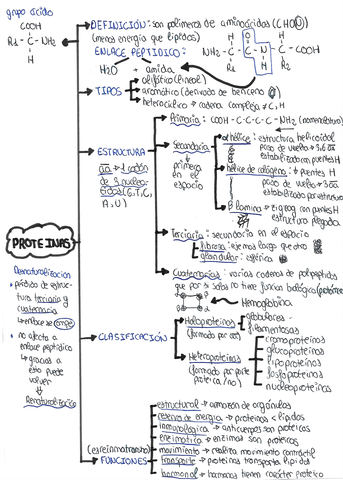 ESQUEMA-PROTEINAS.jpg