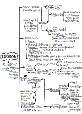 ESQUEMA-LIPIDOS.jpg