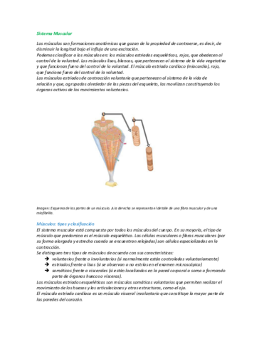 Sistema-Muscular.pdf
