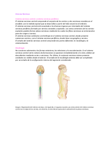 Sistema-Nervioso.pdf