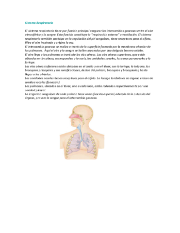 Sistema-Respiratorio.pdf