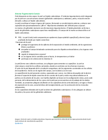Sistema-Tegumentario-Comun.pdf