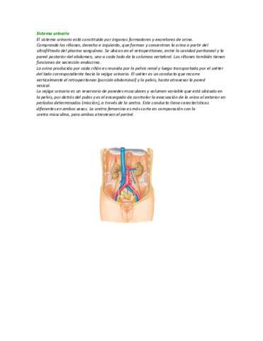 Sistema-Urinario.pdf