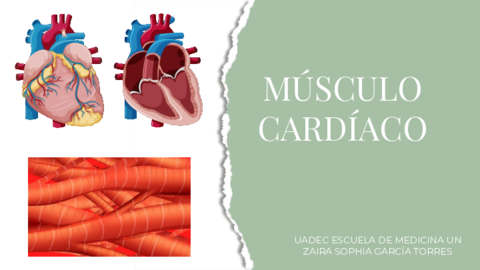 Musculo-cardiaco-exposicion.pdf