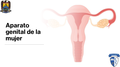 Aparato-genital-de-la-mujer.pdf