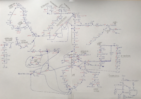 MAPA-METABOLICO.pdf