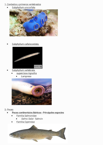 Identificacion-de-vertebrados211216200533-1.pdf