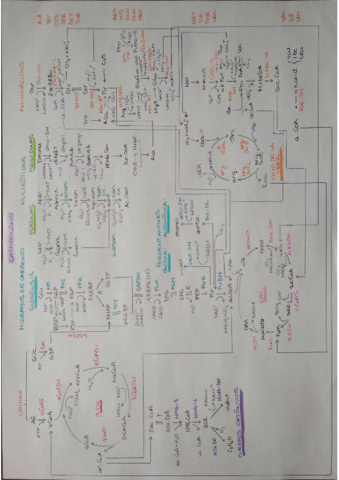 Mapa-metabolismo.pdf