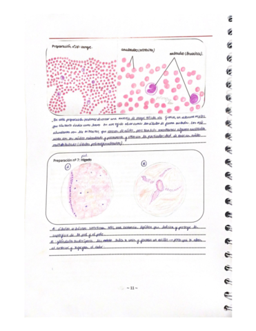 biocel-20-21.pdf