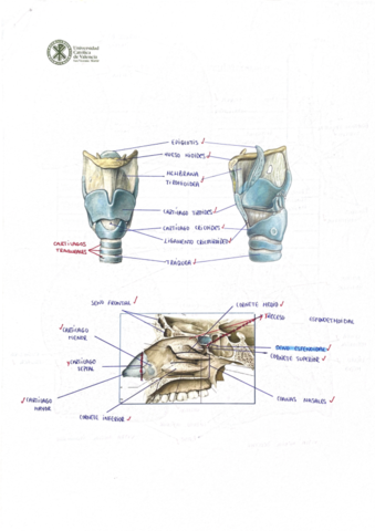 Practicas-Anatomia-.pdf