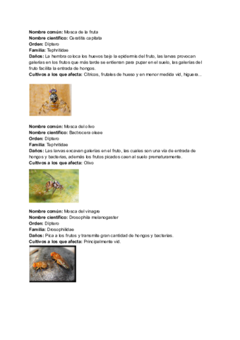 Coleopteros-tisanopteros-dipteros-y-heteroptero.pdf