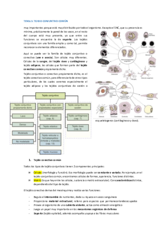 T3-4-TEJIDO-CONJUNTIVO.pdf