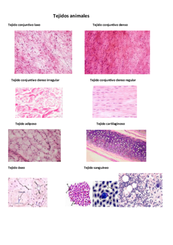 imagenes-de-todos-los-tejidos.pdf