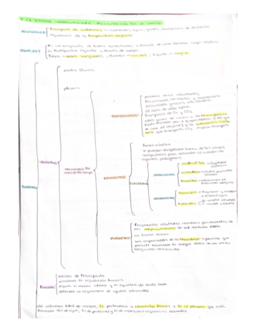 sistema-cardiovascular.pdf