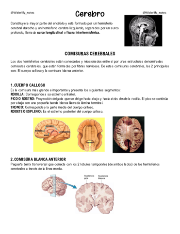 Cerebro.pdf