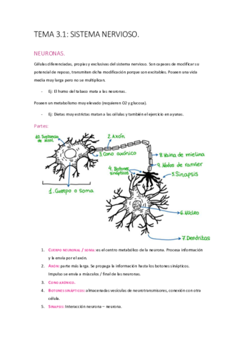 t-3-sist-nerv.pdf