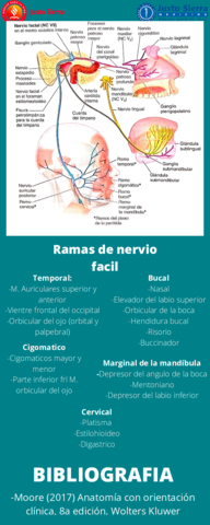 Nervio-Facial-Vll.pdf