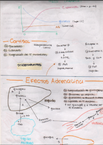 Glucidos-y-glucolisis-para-estudio.pdf